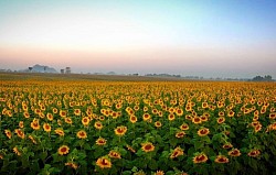 ทุ่งทานตะวัน ตั้งอยู่ที่บริเวณเขตติดต่อระหว่างจังหวัดลพบุรี และสระบุรี ตามเส้นทางสายพัฒนานิคม-วังม่วง ในช่วงเดือนพฤศจิกายน – มกราคมของทุกปี ริมฝั่งถนนจะสะพรั่งไปด้วยสีเหลืองของดอกทานตะวัน